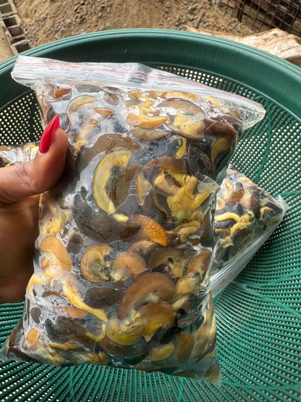 buy quality fresh snails